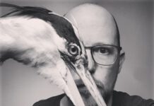 Accidental Bird veröffentlicht „pools“ Accidental Birds